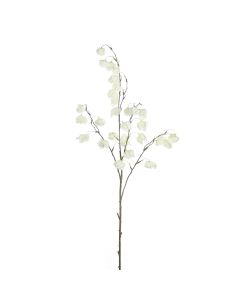 Enkianthus 41" X4 Verde