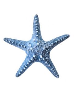 Figura Decorativa Estrella Mar 8"