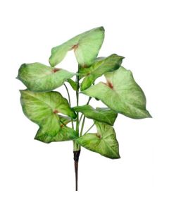 Follaje Caladium 16"