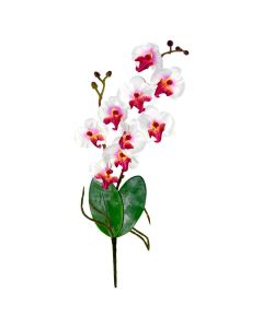 Orquídea con Hoja y RAÍZ