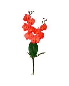Orquídea con Hoja y RAÍZ