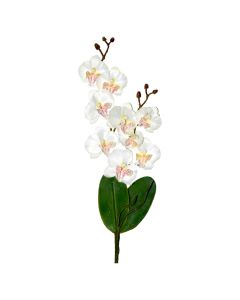 Orquídea con Hoja y RAÍZ