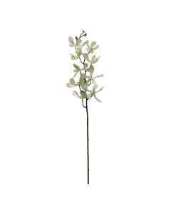 Orquídea Wanda