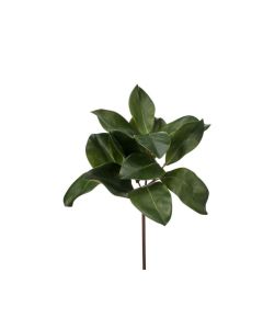 Vara de Magnolia 16"