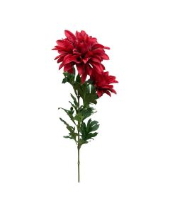 Dahlia X 2